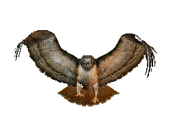 hawk katrin - Free animated GIF