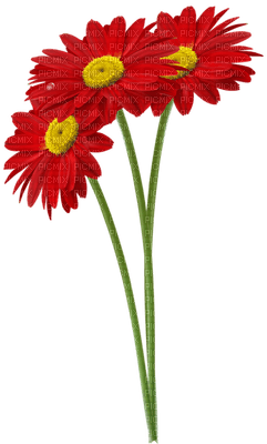 Kaz_Creations Flowers Flower - безплатен png