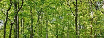 Wald - png gratis