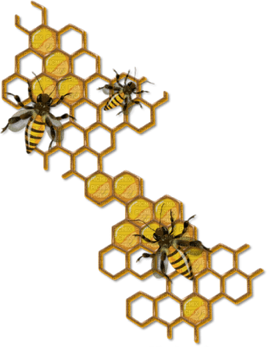 Honeycomb Bee - Bogusia - ücretsiz png