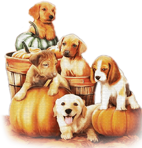 soave animals vintage autumn dog friends pumpkin - 免费PNG