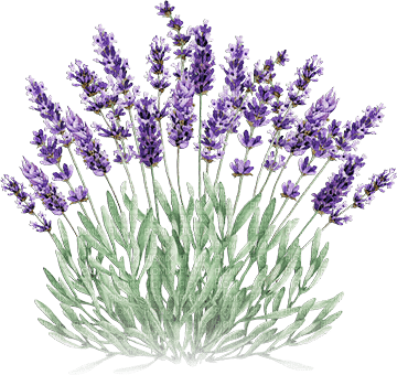 soave deco laventer flowers field green purple - png gratuito