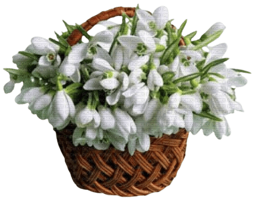 snowdrops - Free PNG