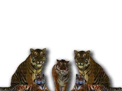 tigres - PNG gratuit