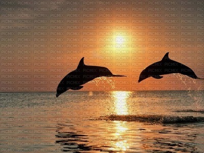 Delfines - ücretsiz png