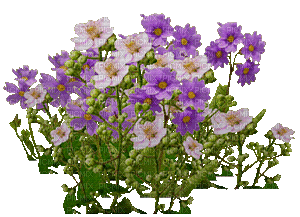fleur violette.Cheyenne63 - Бесплатный анимированный гифка