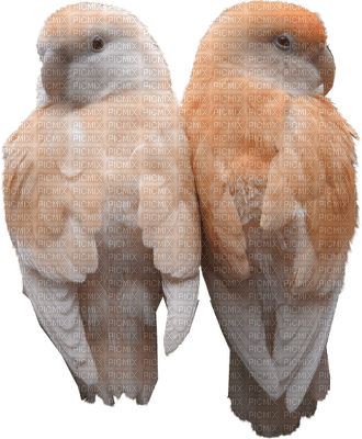 Kaz_Creations Birds Bird - ingyenes png