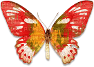 soave deco butterfly red yellow - png gratis
