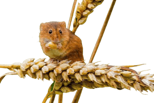 hamster - δωρεάν png