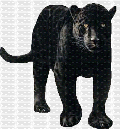 panthère noire - Besplatni animirani GIF