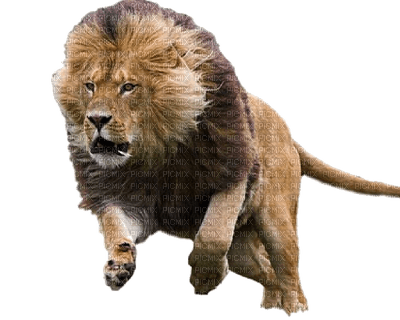 aze lion - darmowe png