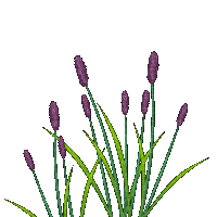 flowers - Animovaný GIF zadarmo