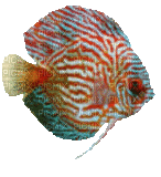 fish - Nemokamas animacinis gif