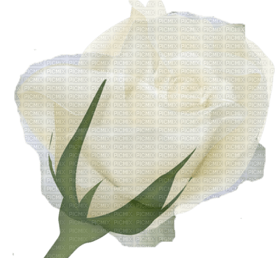 trandafir - png gratuito