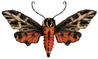 butterfly butterflies bp - Бесплатни анимирани ГИФ