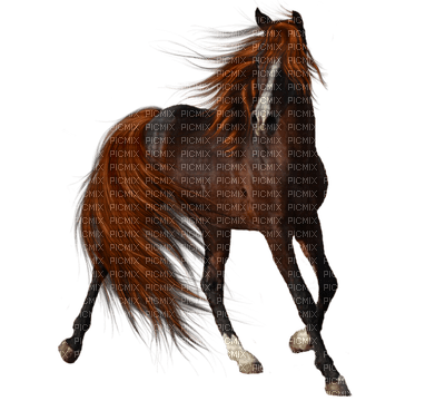 Horse 2 - ücretsiz png