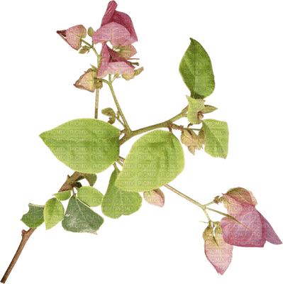 flowers-pink-minou52 - PNG gratuit