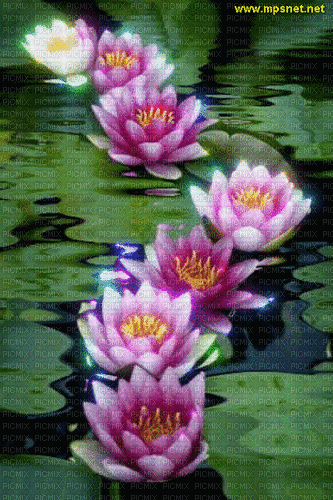 water lily - Free animated GIF