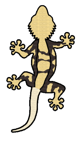 Leopard Gecko Walking - Free animated GIF