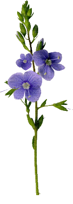 Flores moradas - Gratis geanimeerde GIF