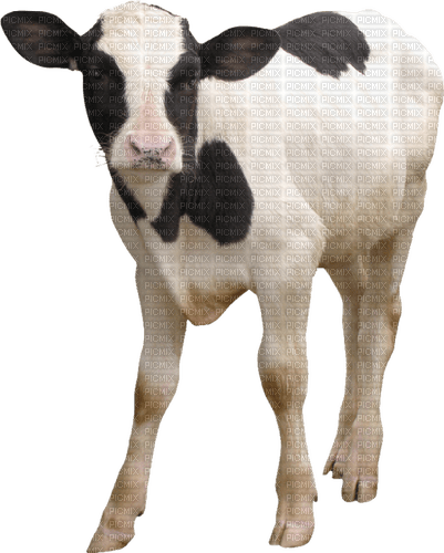 cow per request - png gratuito
