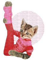 Yoga Cat Chat Animated GIF Pink Red - Darmowy animowany GIF