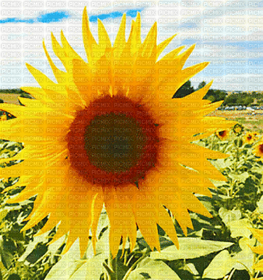 yellow flower  Nitsa Papacon - Δωρεάν κινούμενο GIF