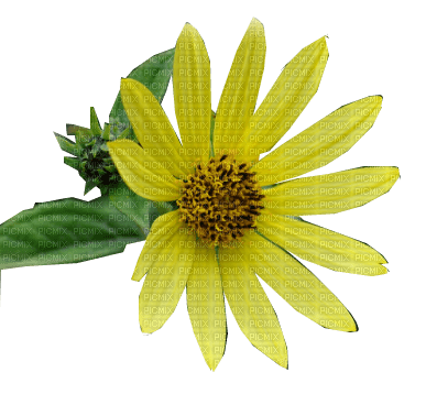 FLOWER,wild sunflower - фрее пнг