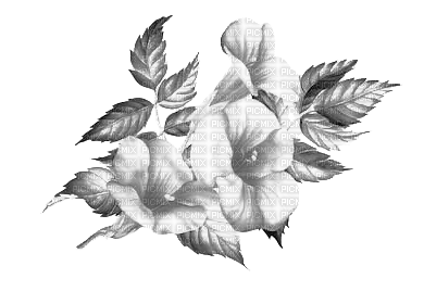 black and white flowers deco - png gratuito