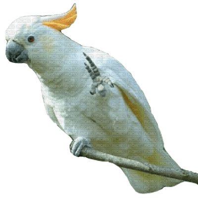 Cockatoo bp - PNG gratuit