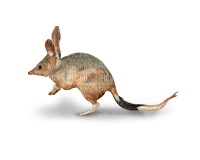Australia animals bp - nemokama png