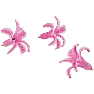 hyacinth flowers - PNG gratuit