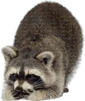 Kaz_Creations Raccoon - zadarmo png