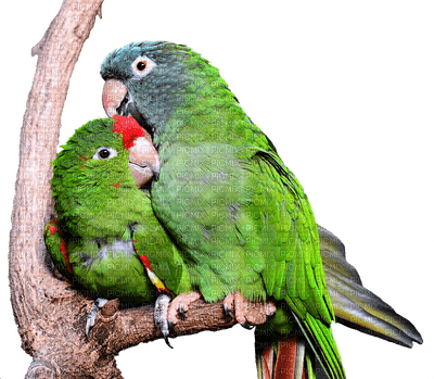 papukaija, parrot - 免费PNG