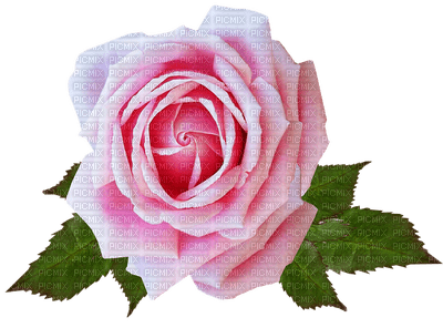 kukka fleur flower rose - 免费PNG