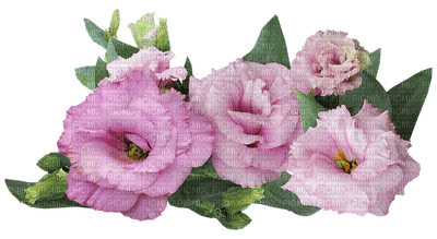 ruusu, rose, kukka, fleur, flower - Free PNG