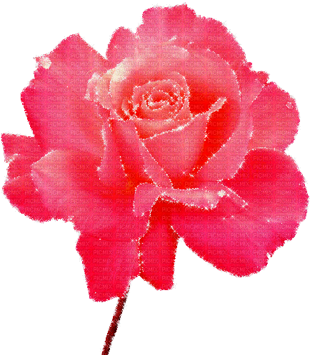 fleur, rose red , gif, Pelageya