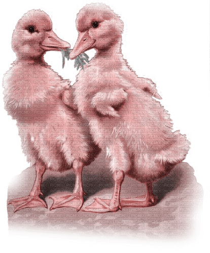 kikkapink spring easter pink teal birds - PNG gratuit