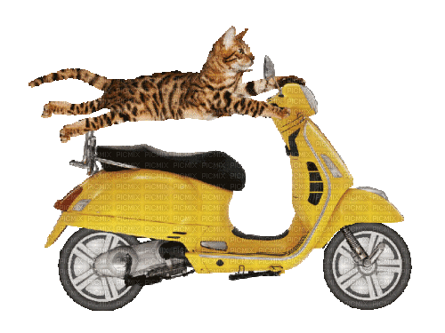 Kot na motorynce - Bezmaksas animēts GIF