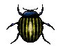 scarabe - GIF animado gratis