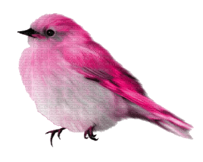 Bird Pink  600000  milliseconds - Besplatni animirani GIF