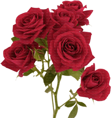 red roses - ilmainen png