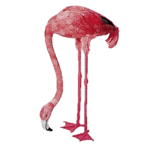 Flamingo - darmowe png