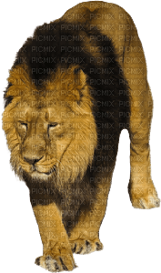 lion-leone-lejon-animal - PNG gratuit