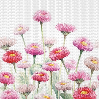 White Background with Pink Flowers - ücretsiz png