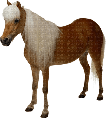 Kaz_Creations Animals Horses Horse - ingyenes png