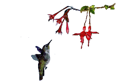 Hummingbird bp - Gratis animerad GIF
