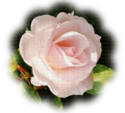 Trandafir 20 - zdarma png