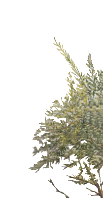 Plants.Tree.Arbre.gif.Victoriabea - Zdarma animovaný GIF