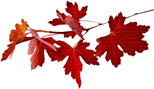 autumn leaves orange brown - PNG gratuit